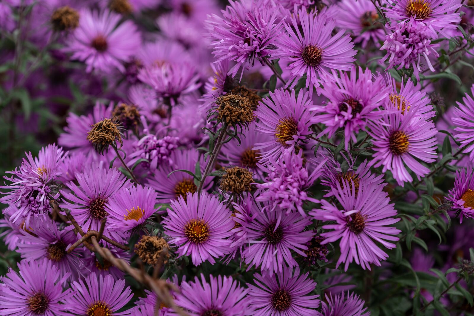 Sony a7 III + Sony FE 70-200mm F4 G OSS sample photo. Nature, flowers, violet photography