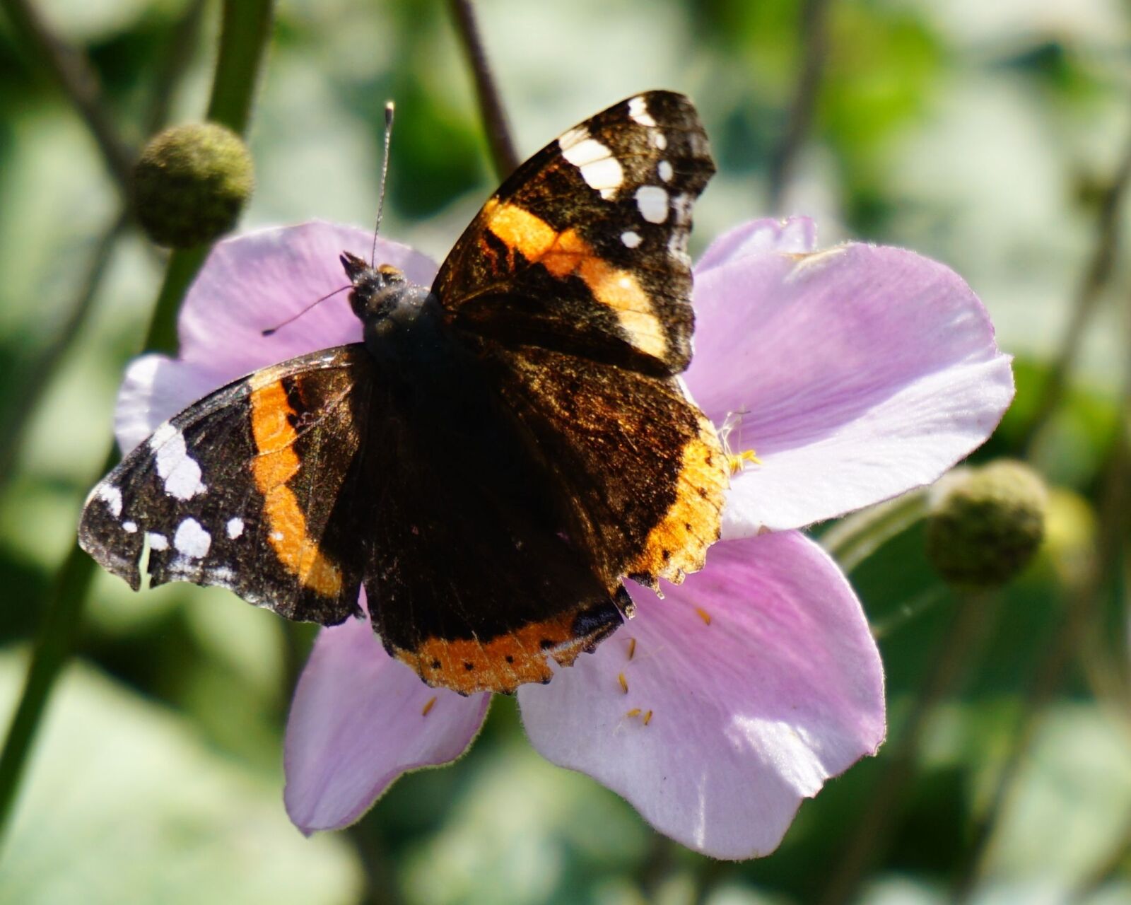 Sony a6000 sample photo. Butterfly, flower, pink photography