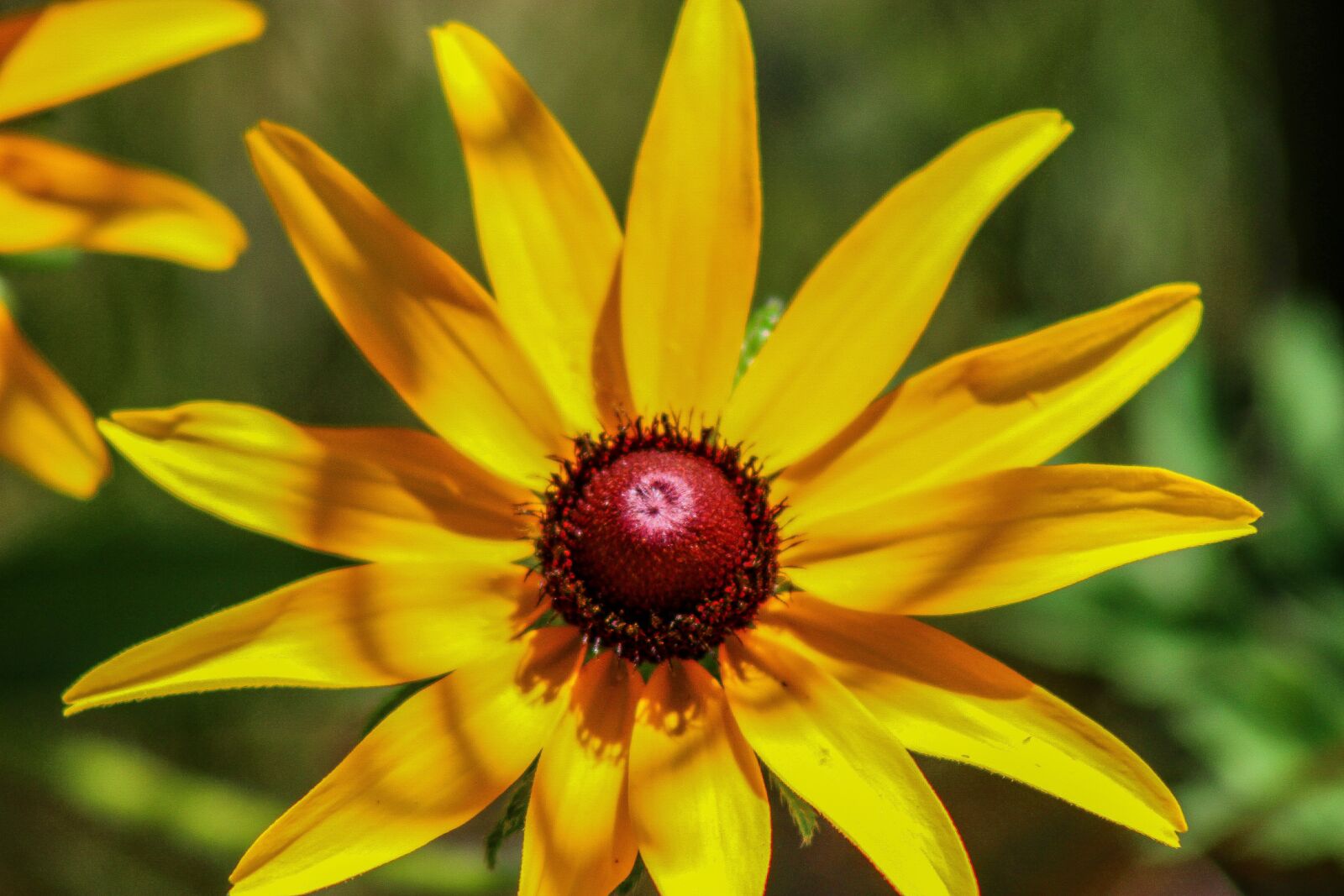 Canon EOS 600D (Rebel EOS T3i / EOS Kiss X5) sample photo. Flower, nature, flora photography