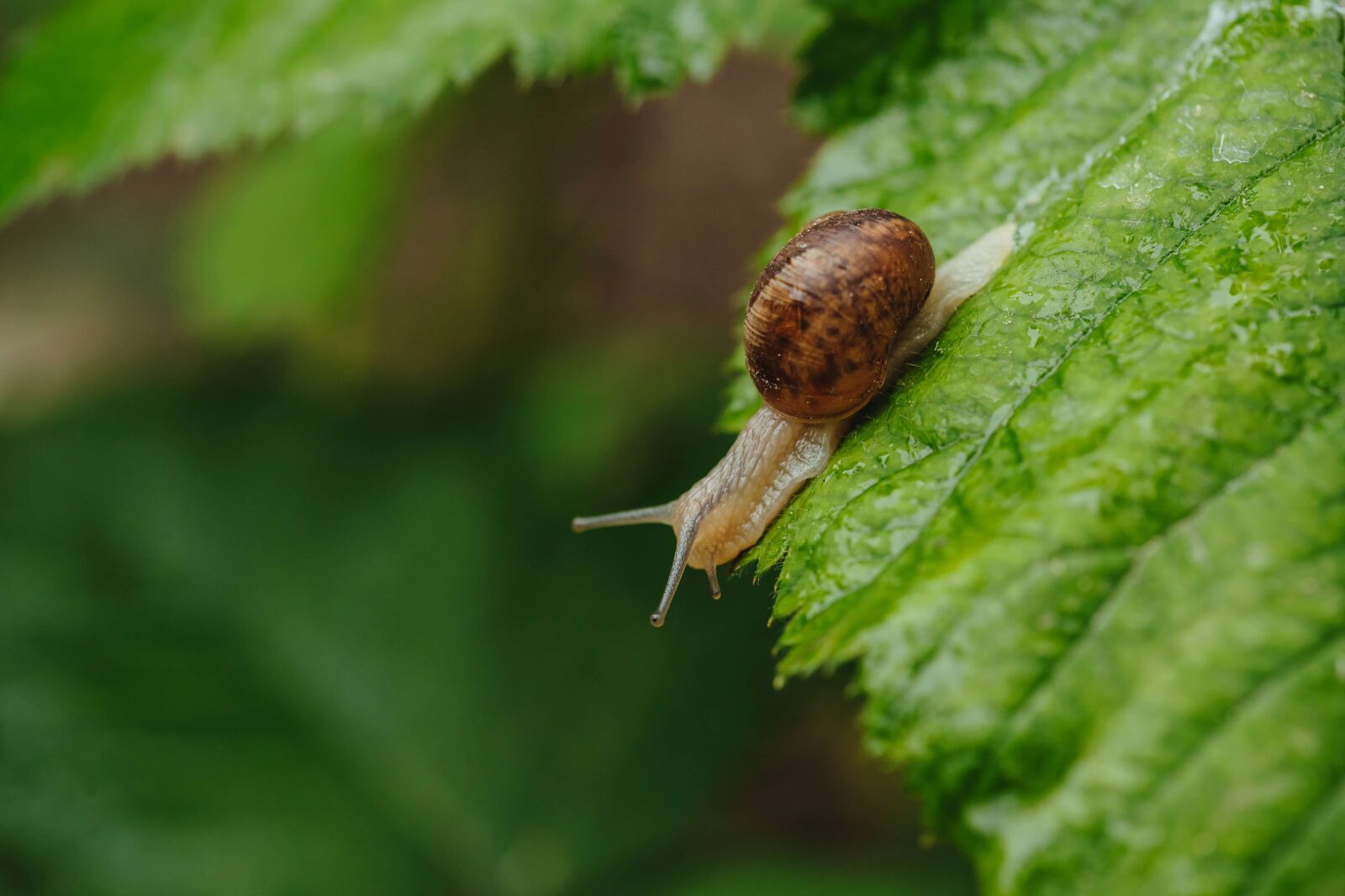 Canon EF 100mm F2.8 Macro USM sample photo. Green leaves, shell, snail photography