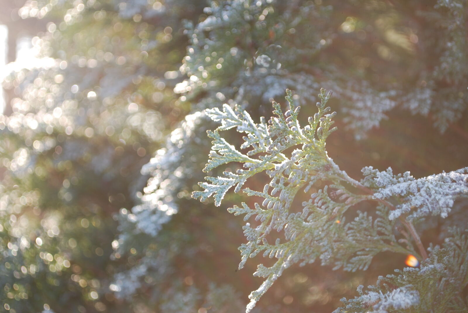Nikon D60 sample photo. Cold, conifer, freeze, garden photography
