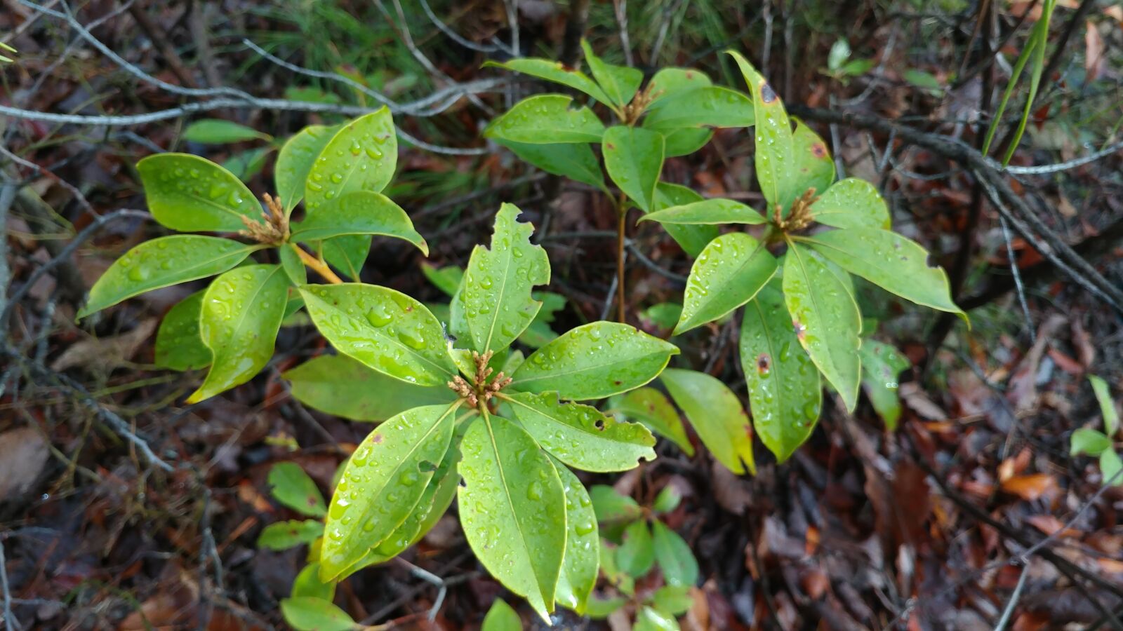 LG V20 sample photo. Nature, leaf, flora photography