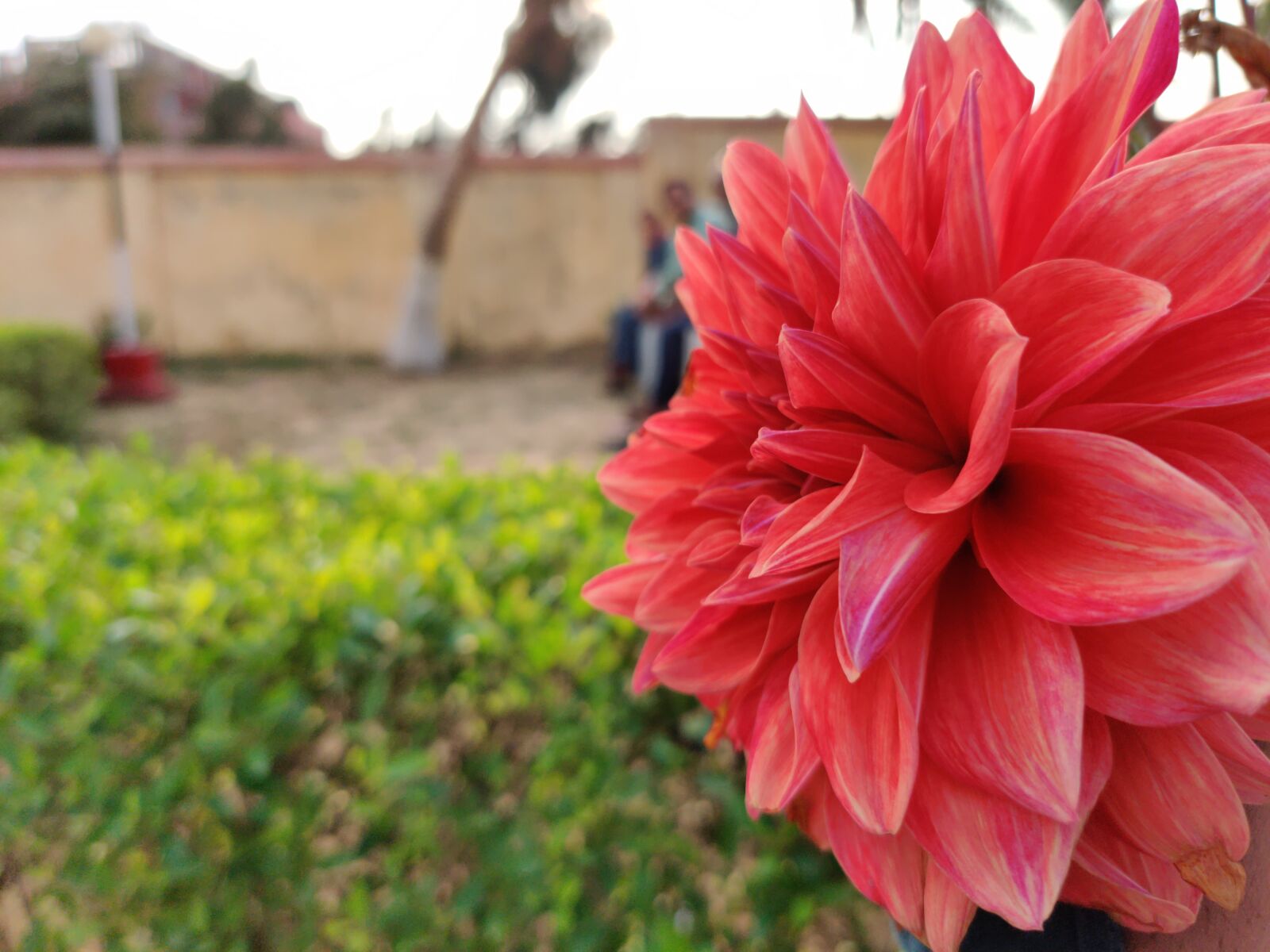 OnePlus HD1901 sample photo. Red, love, romantic photography
