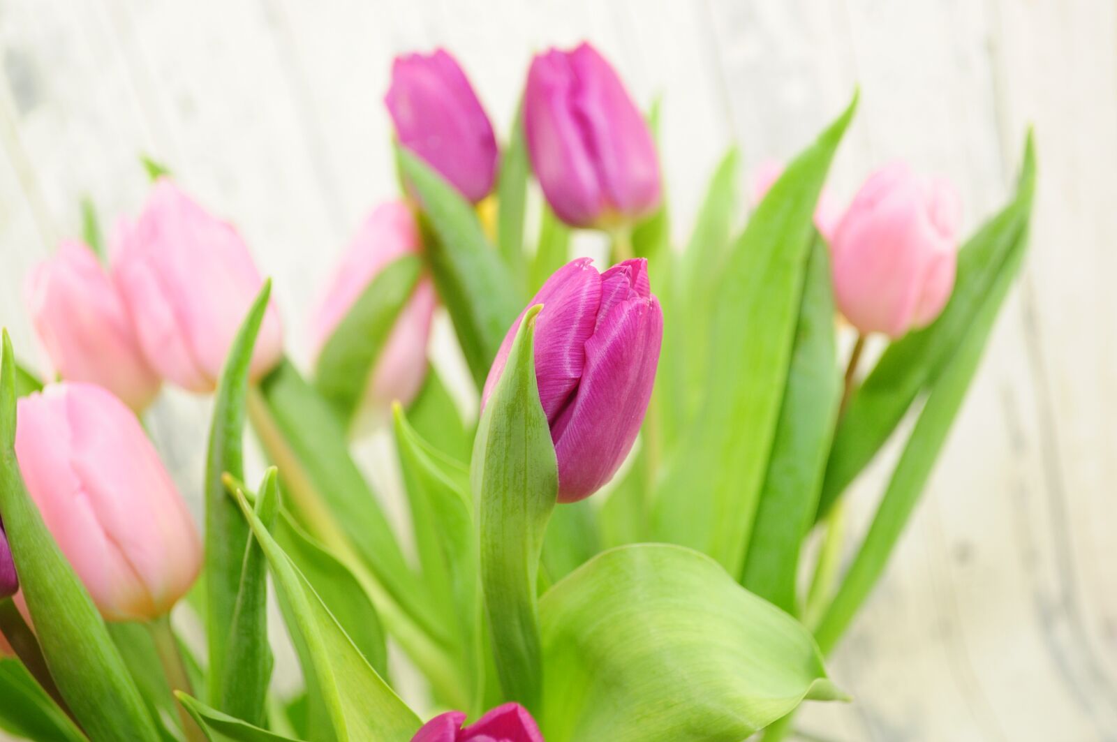 Nikon D90 sample photo. Tulips, purple, flowers photography