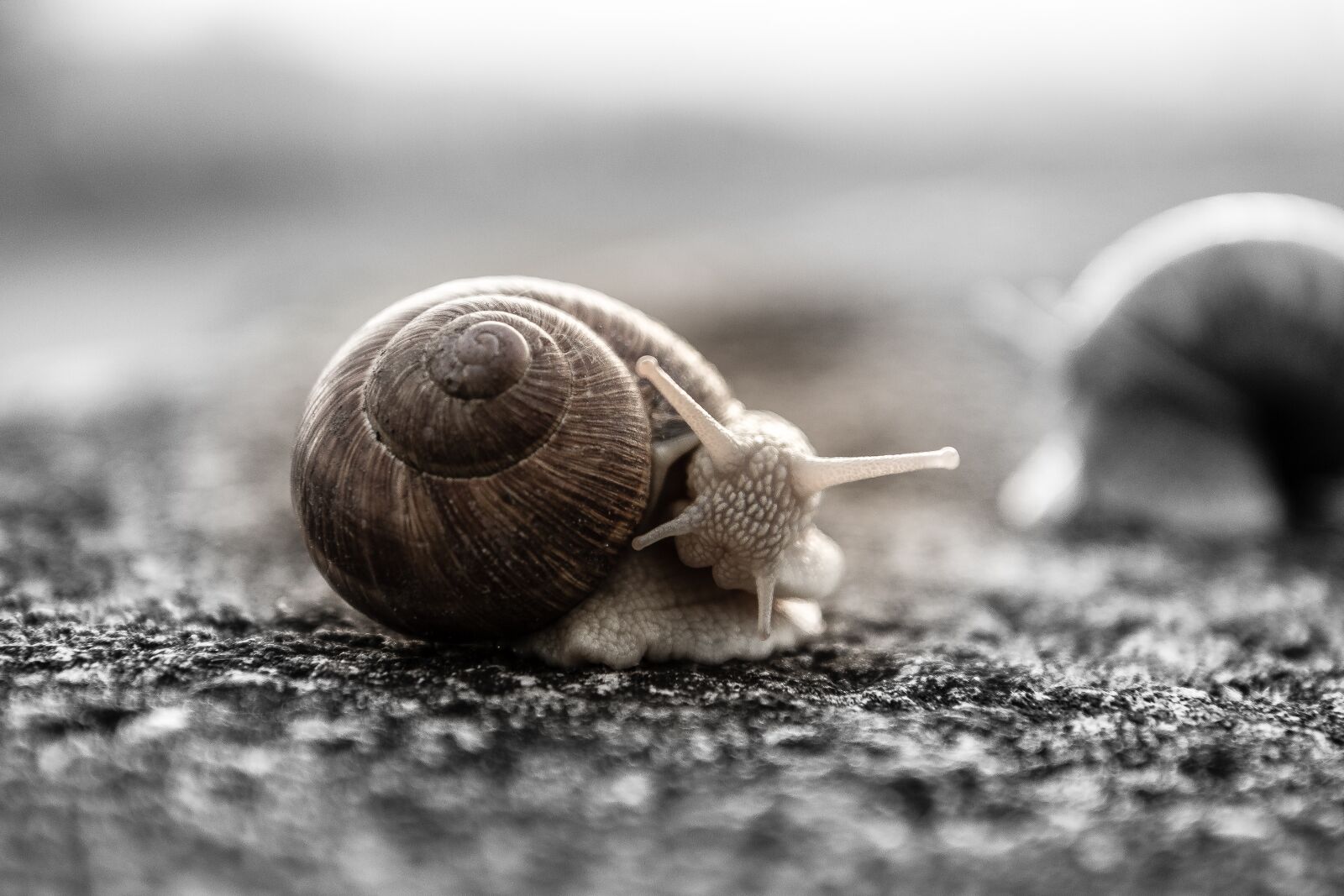 Canon EOS 7D sample photo. Snail, house snail, mollusk photography