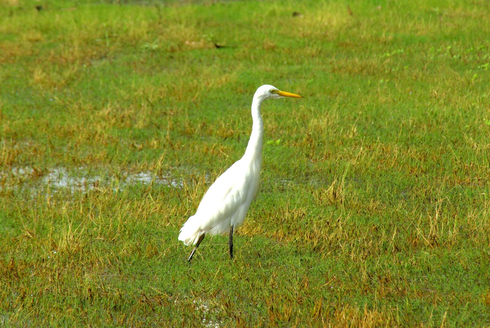 Pentax K10D sample photo. Egret, white, bird photography