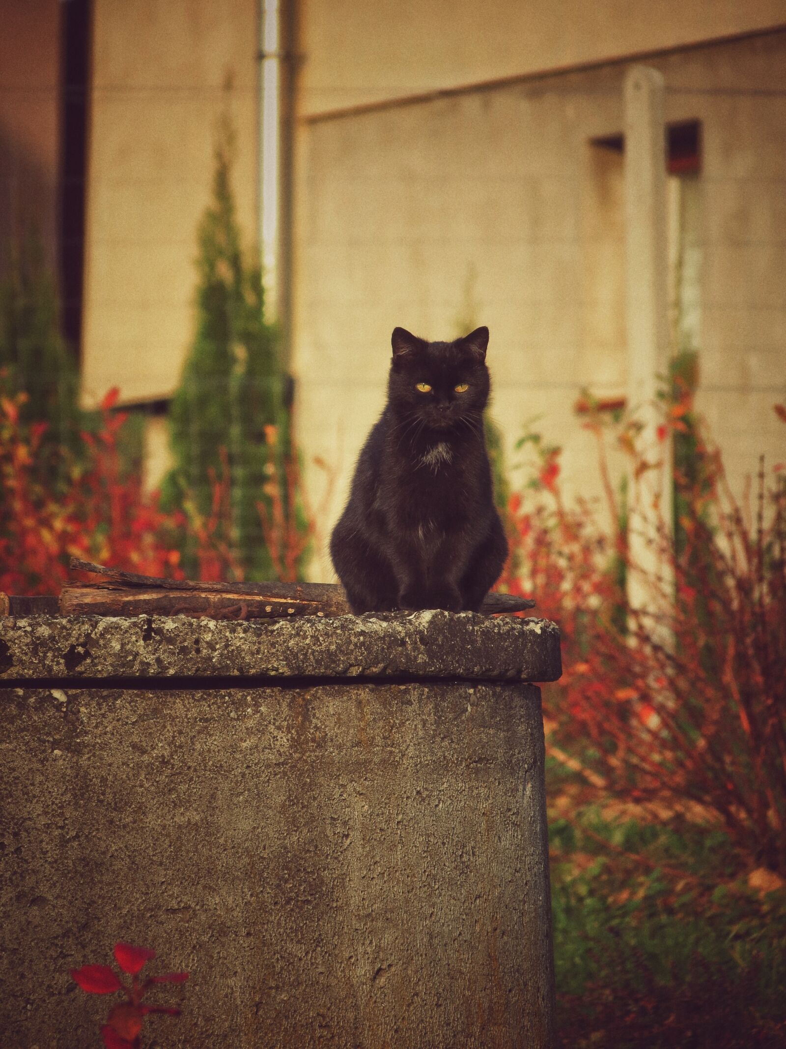 Canon PowerShot SX40 HS sample photo. Cat, nature, well photography