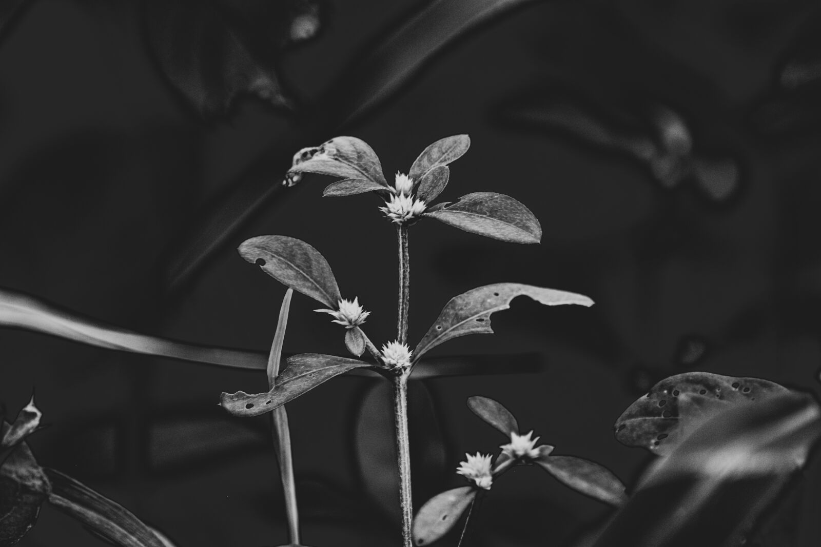 Nikon D5300 sample photo. Black and white, plant photography