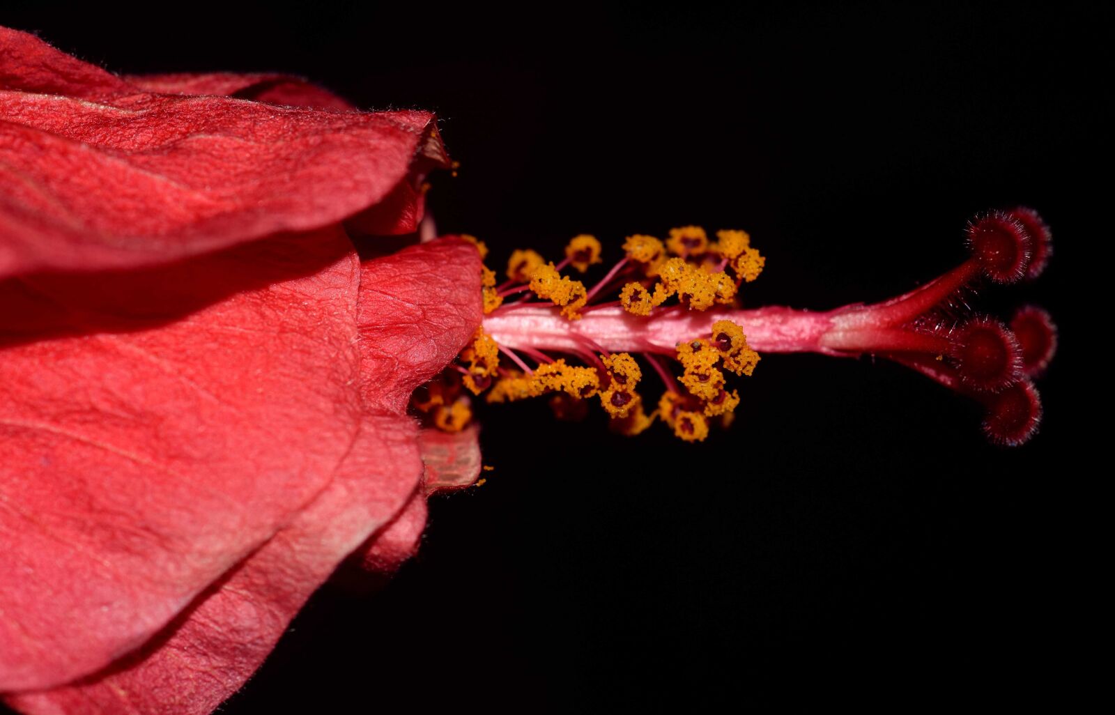 Nikon D3300 sample photo. Hibiscus, macro, pistil, flora photography