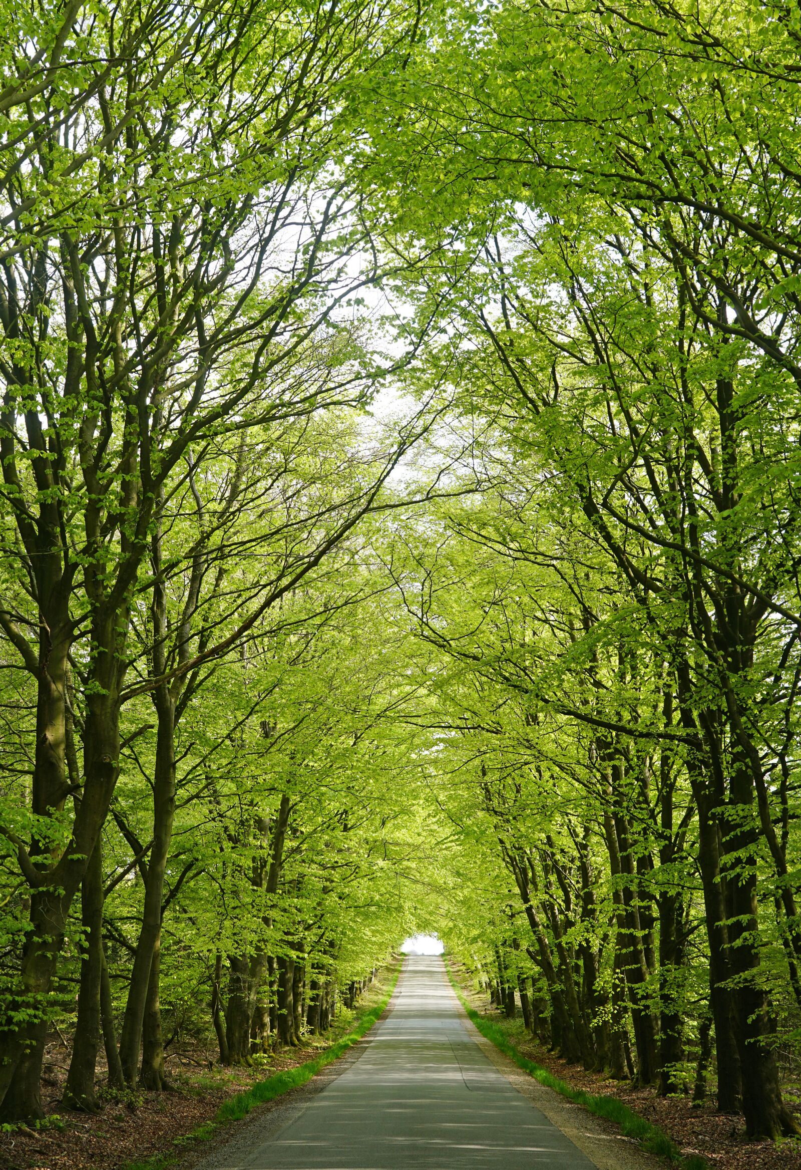 Sony a6500 sample photo. Forest, skovvej, beech photography