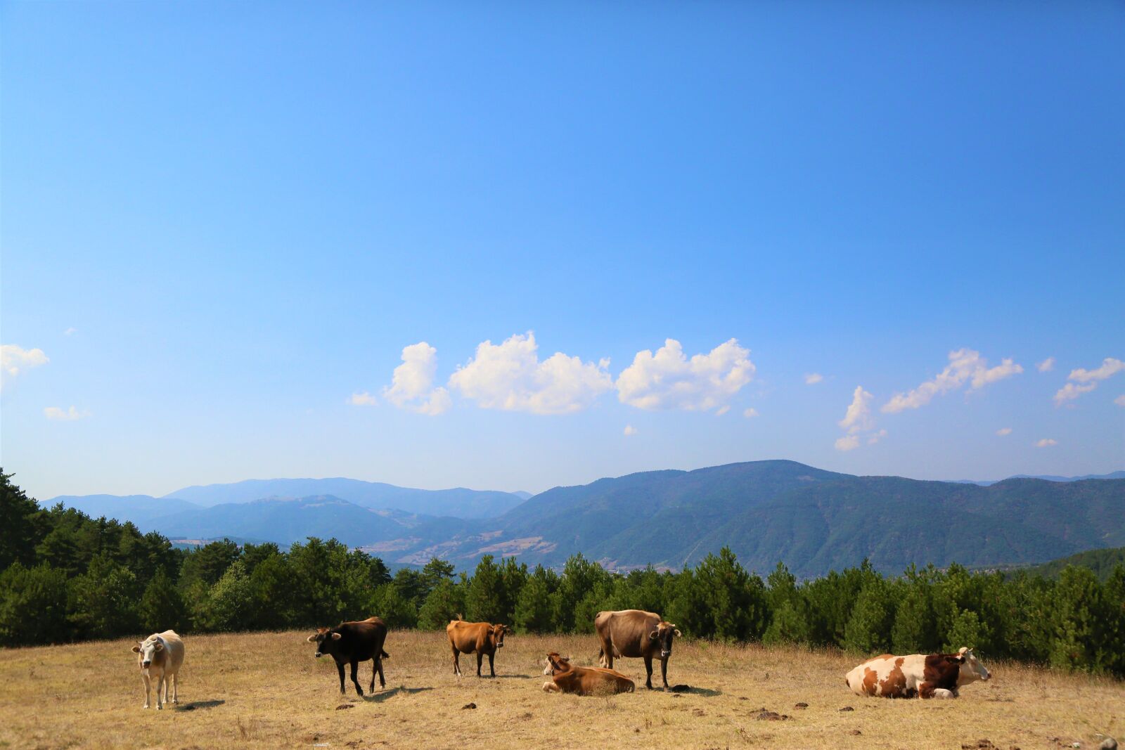 Canon EF 24-105mm F4L IS USM sample photo. Landscape, cattle, animal photography