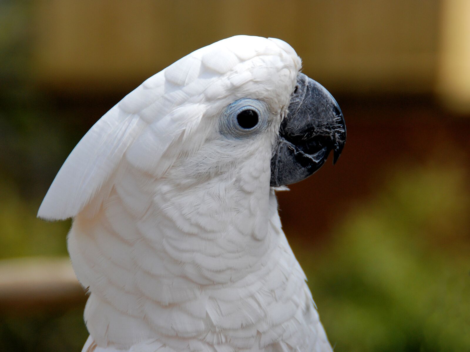Nikon D80 sample photo. White cockatoo, bird, animal photography