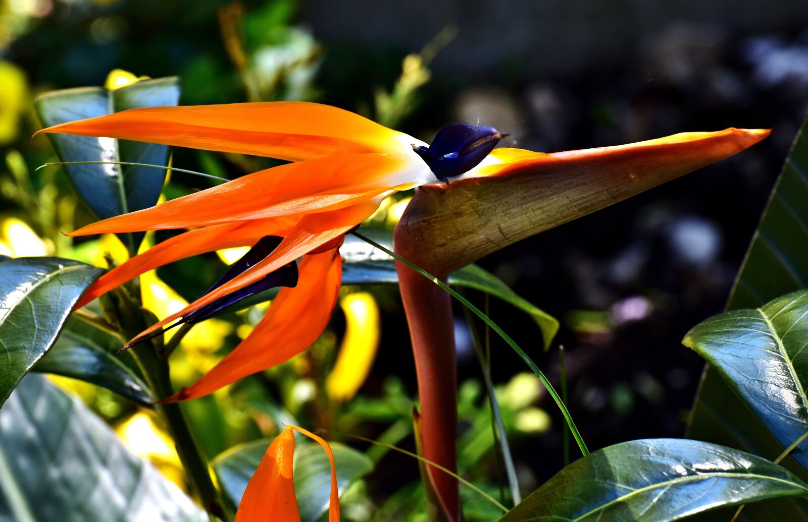 Nikon D7200 sample photo. Caudata, flower, bird of photography