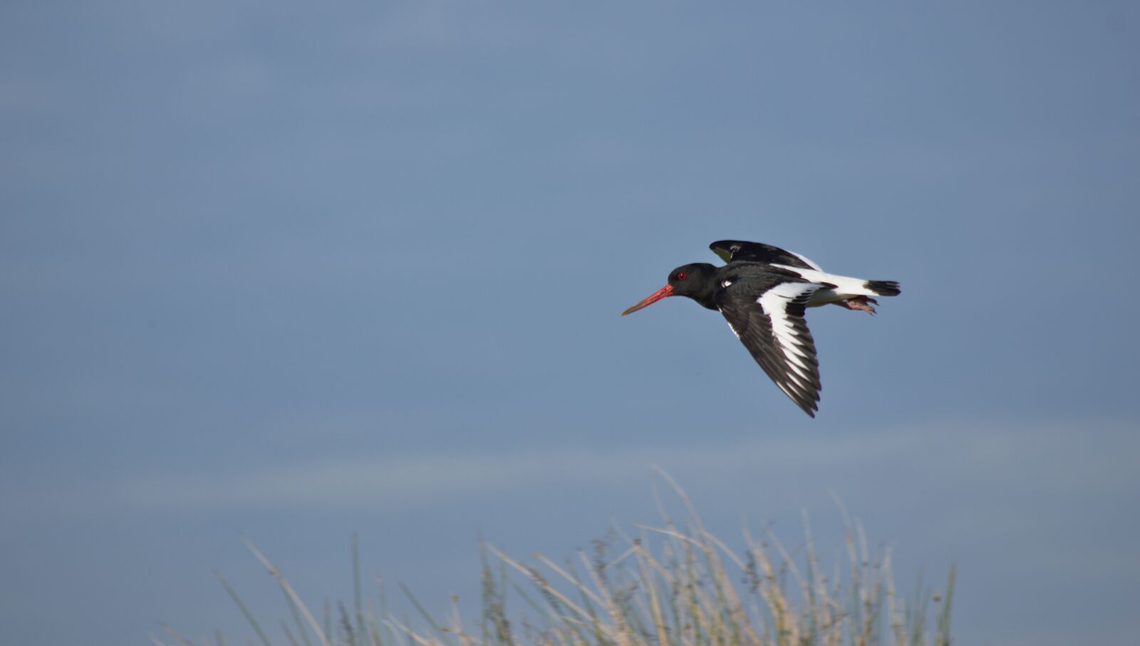 Nikon D5500 sample photo. Oyster catcher, bird, wildlife photography