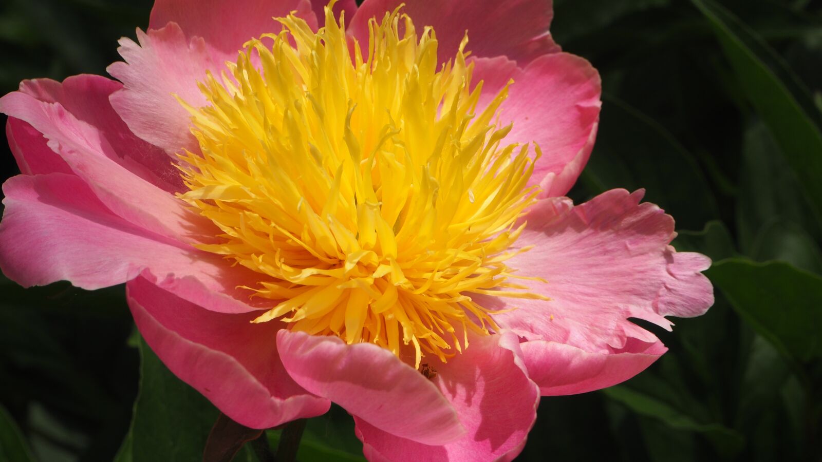 Olympus OM-D E-M10 II sample photo. Pink, yellow, flower photography