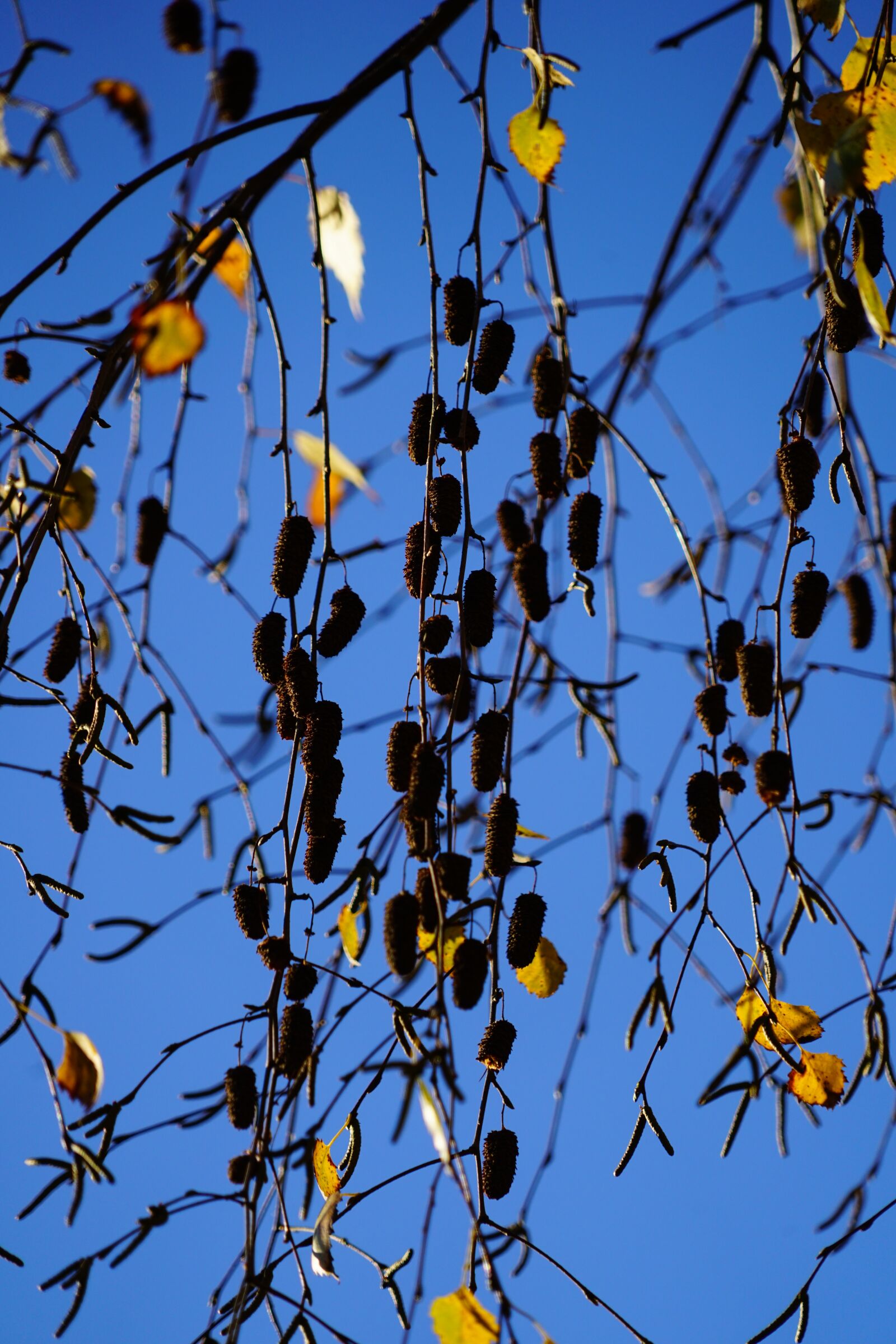 Sony a7R II + Sony FE 24-240mm F3.5-6.3 OSS sample photo. Birch, fruits of birch photography