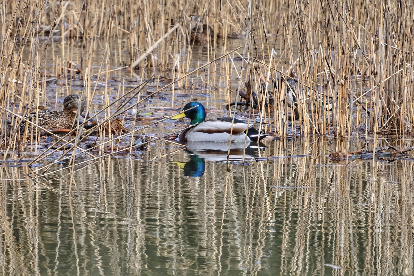 Nikon 1 Nikkor VR 30-110mm F3.8-5.6 sample photo. Animal, lake, duck photography