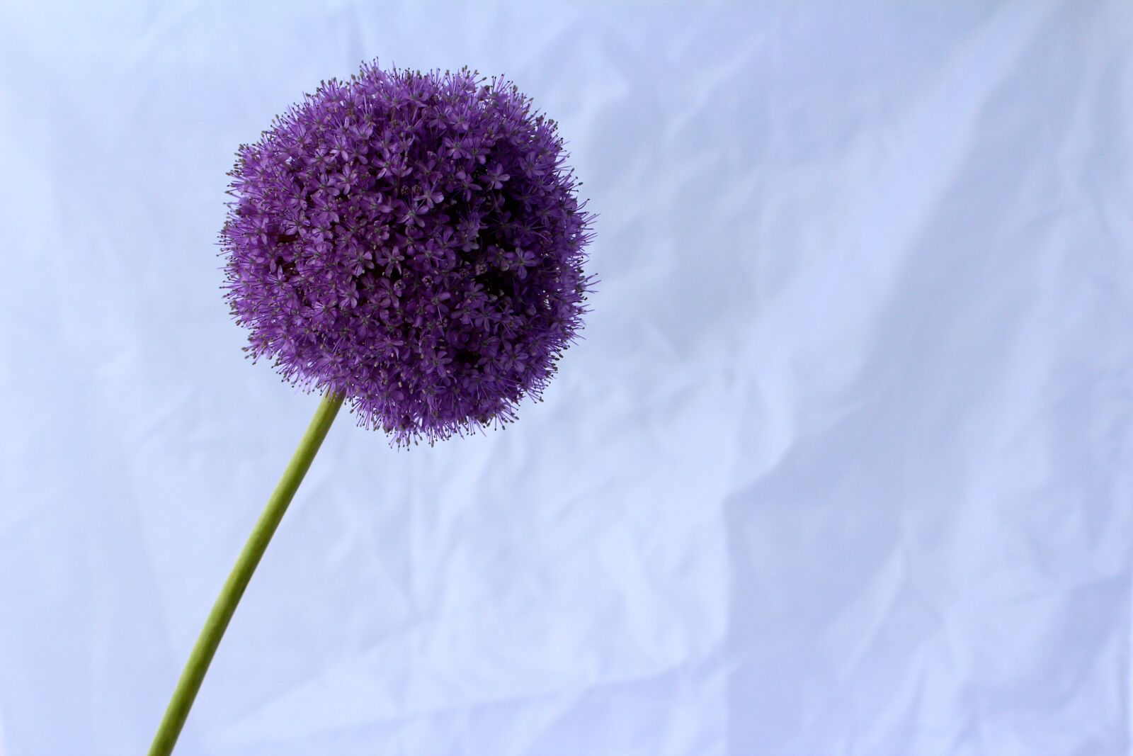 Canon EOS 600D (Rebel EOS T3i / EOS Kiss X5) + Canon EF 50mm F1.4 USM sample photo. Allium, purple, ball photography