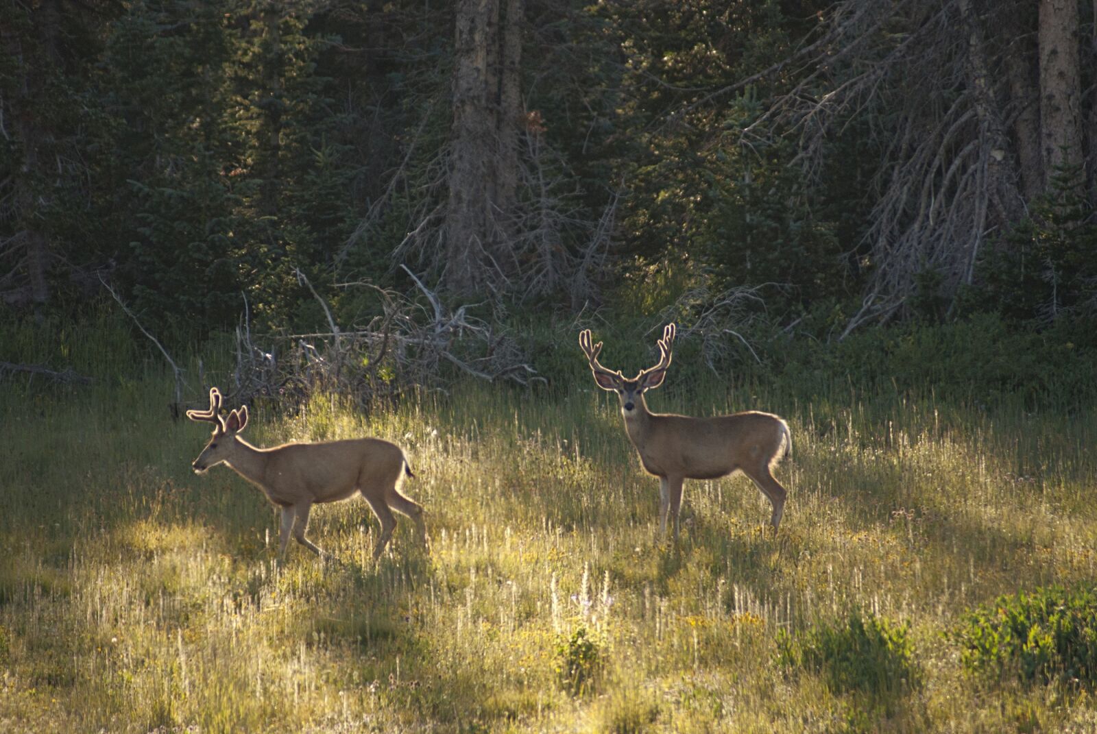 Sony Alpha DSLR-A200 sample photo. Mule deer, bucks, herd photography