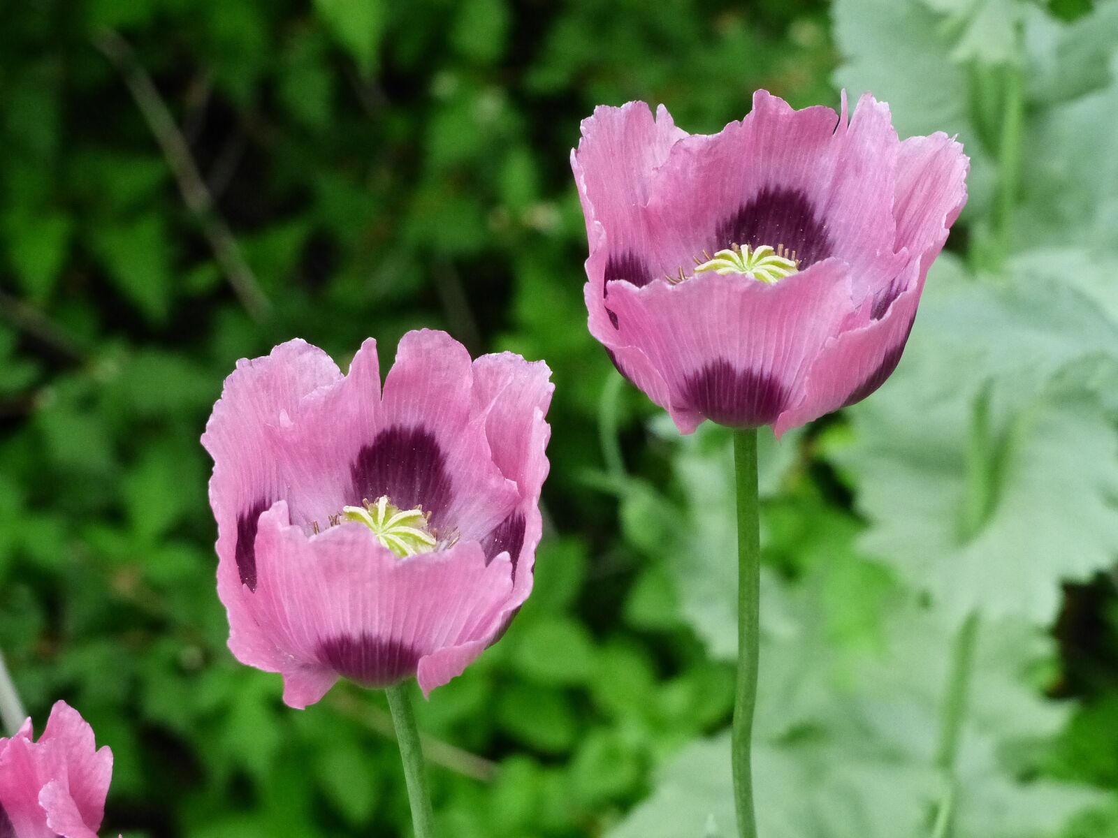Panasonic Lumix DMC-FZ200 sample photo. Poppy, pink, flowers photography