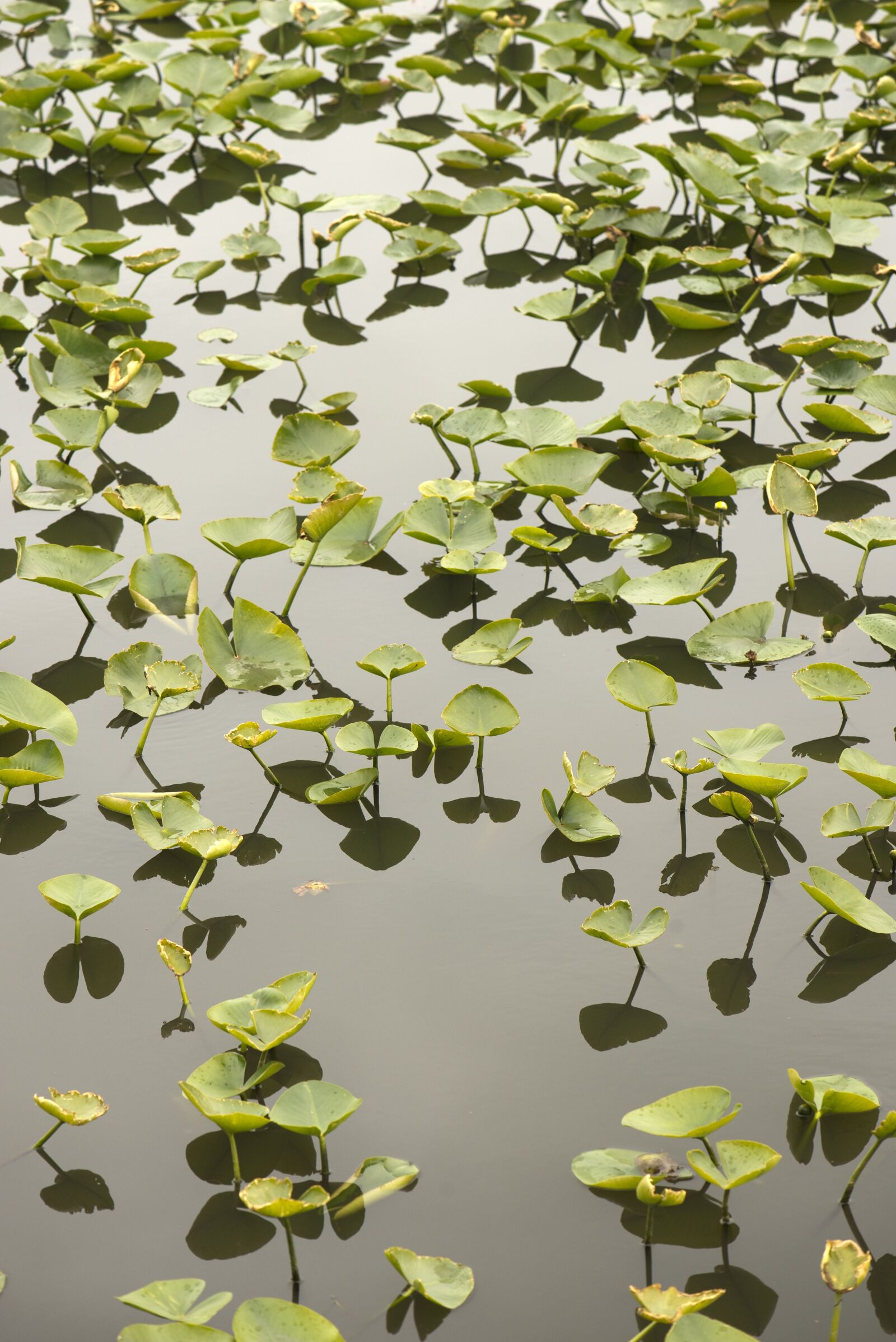 Nikon D610 sample photo. Aquatic, plant, green photography
