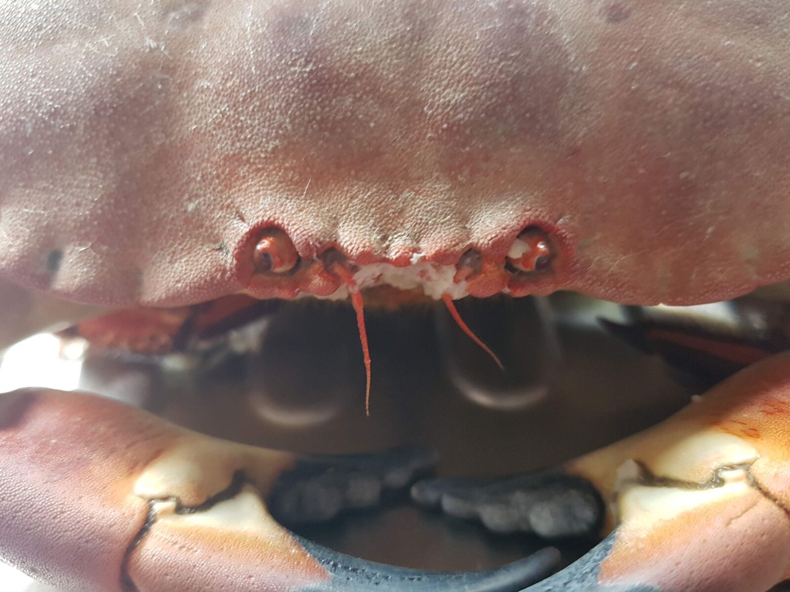 Samsung Galaxy S7 Edge sample photo. Crab, brown crab, seafood photography