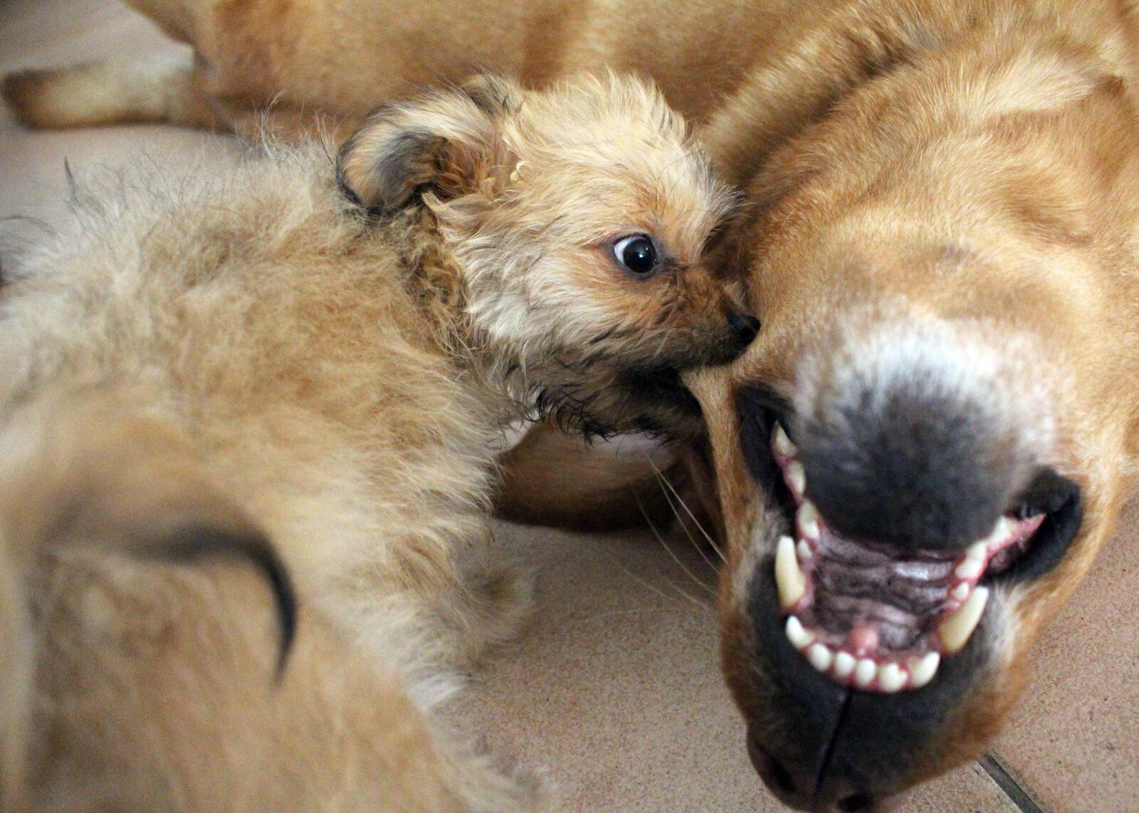 Canon EOS 700D (EOS Rebel T5i / EOS Kiss X7i) sample photo. Play, puppy, dog photography