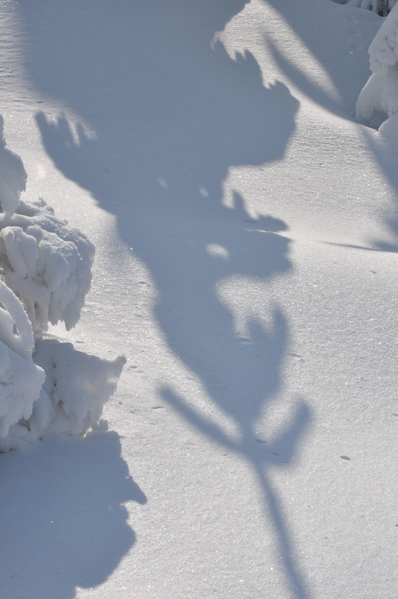 Nikon D90 sample photo. Winter, snow, mountains photography