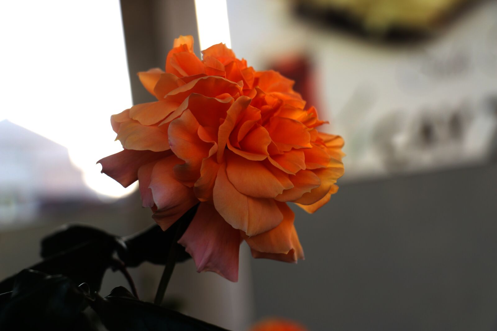 Canon EOS 70D sample photo. Nature, flower, summer photography