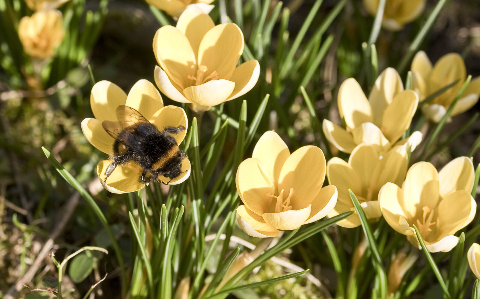 Nikon D500 sample photo. Insect, hummel, crocus photography