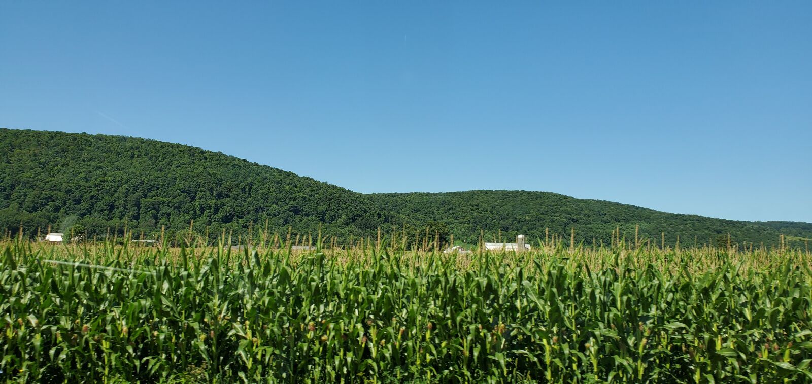 Samsung Galaxy S10 sample photo. Corn field, crop, corn photography