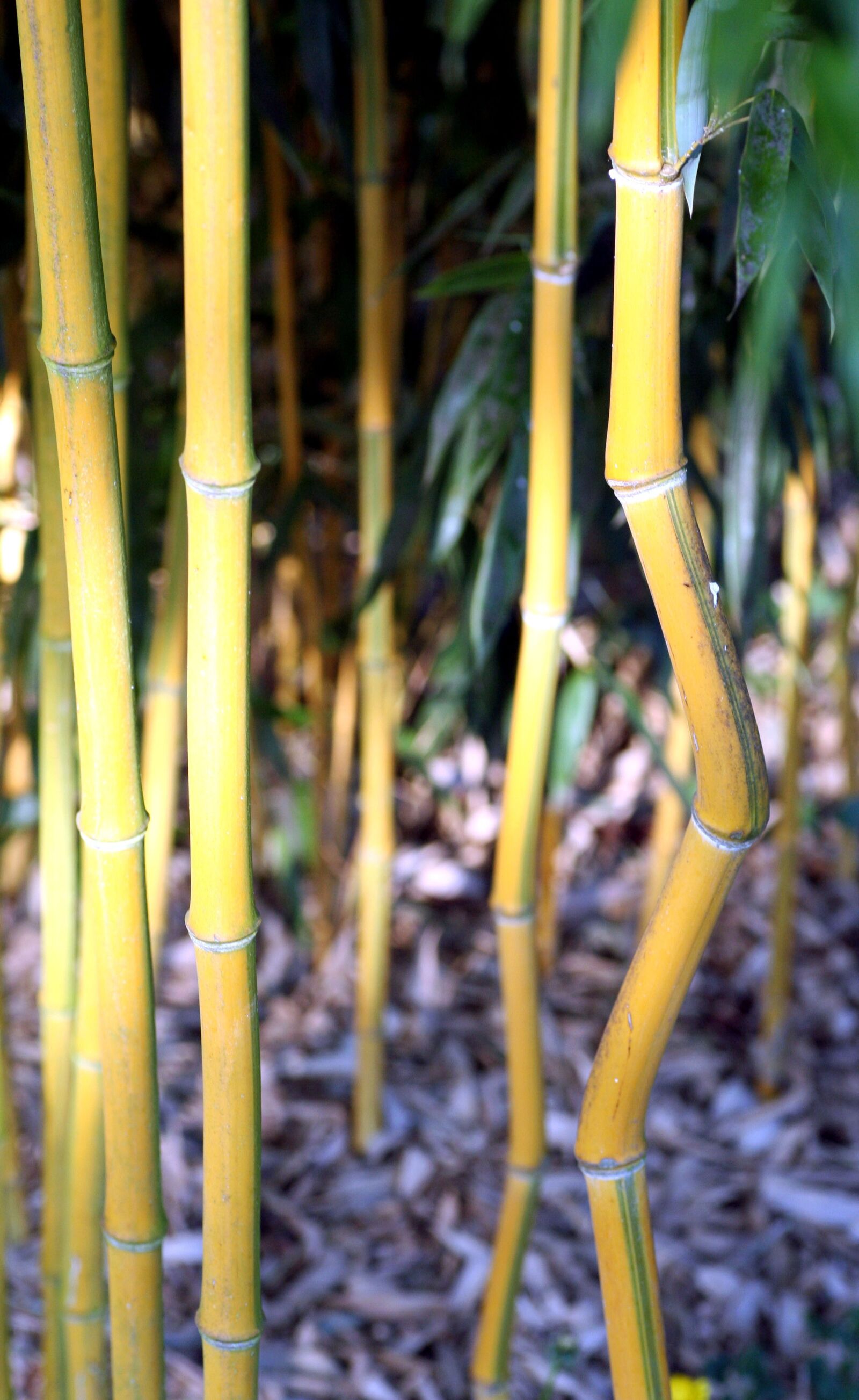 Canon EOS 350D (EOS Digital Rebel XT / EOS Kiss Digital N) sample photo. Bamboo, plant, nature photography