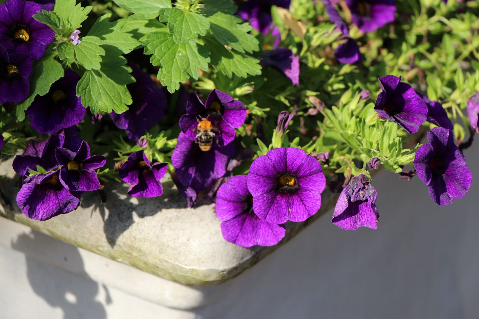 Canon EOS 650D (EOS Rebel T4i / EOS Kiss X6i) sample photo. Purple flower, plant, violet photography