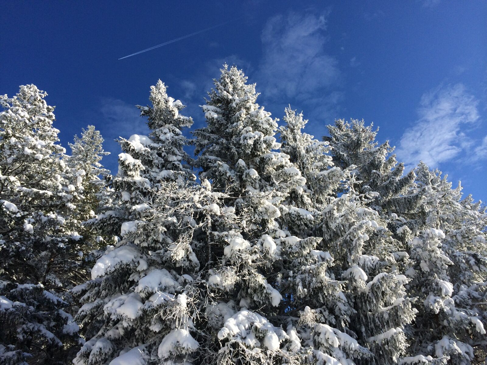 iPhone 5s back camera 4.12mm f/2.2 sample photo. Forest, winter, snow photography