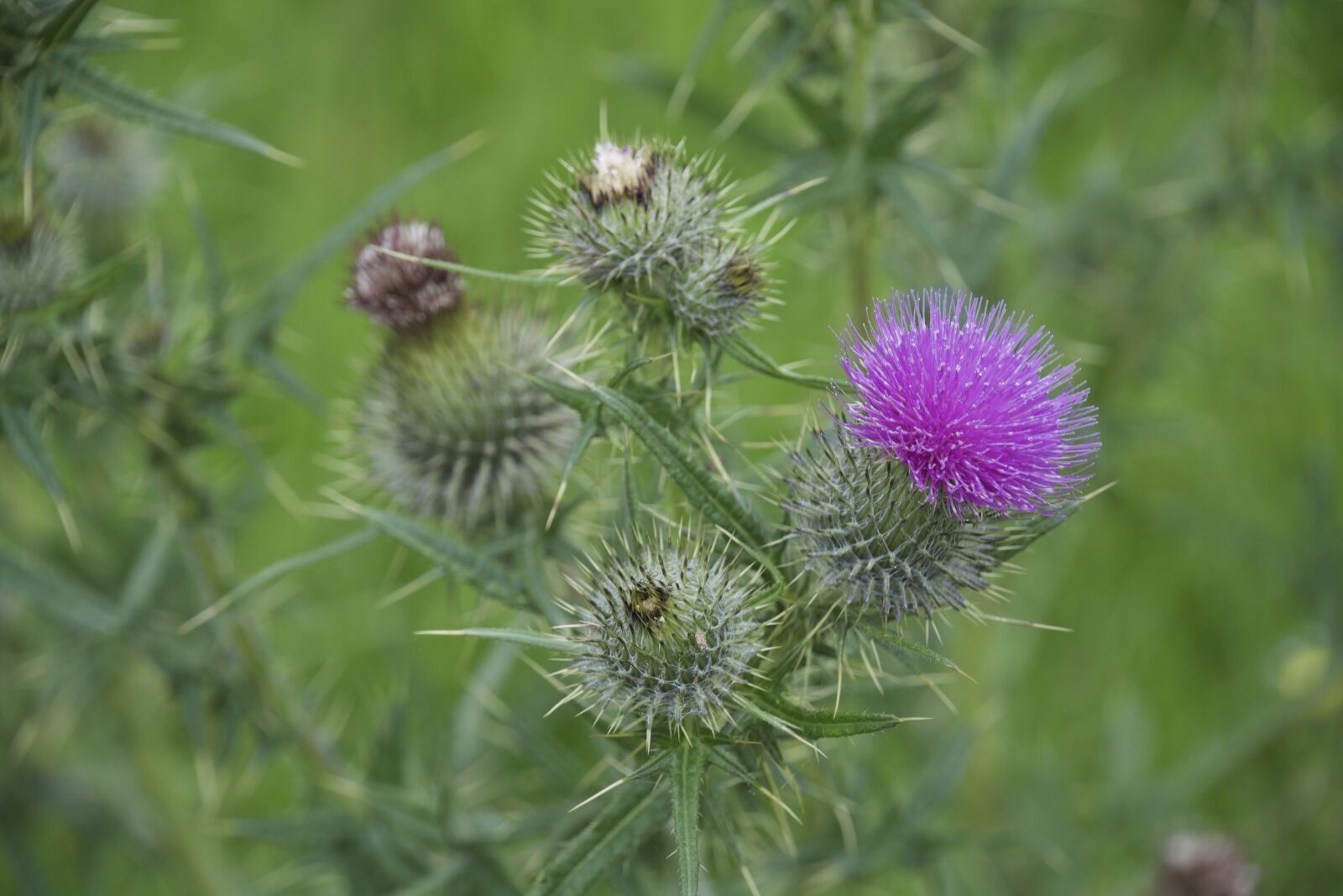 Nikon D7100 sample photo. Thistle, head, purple photography