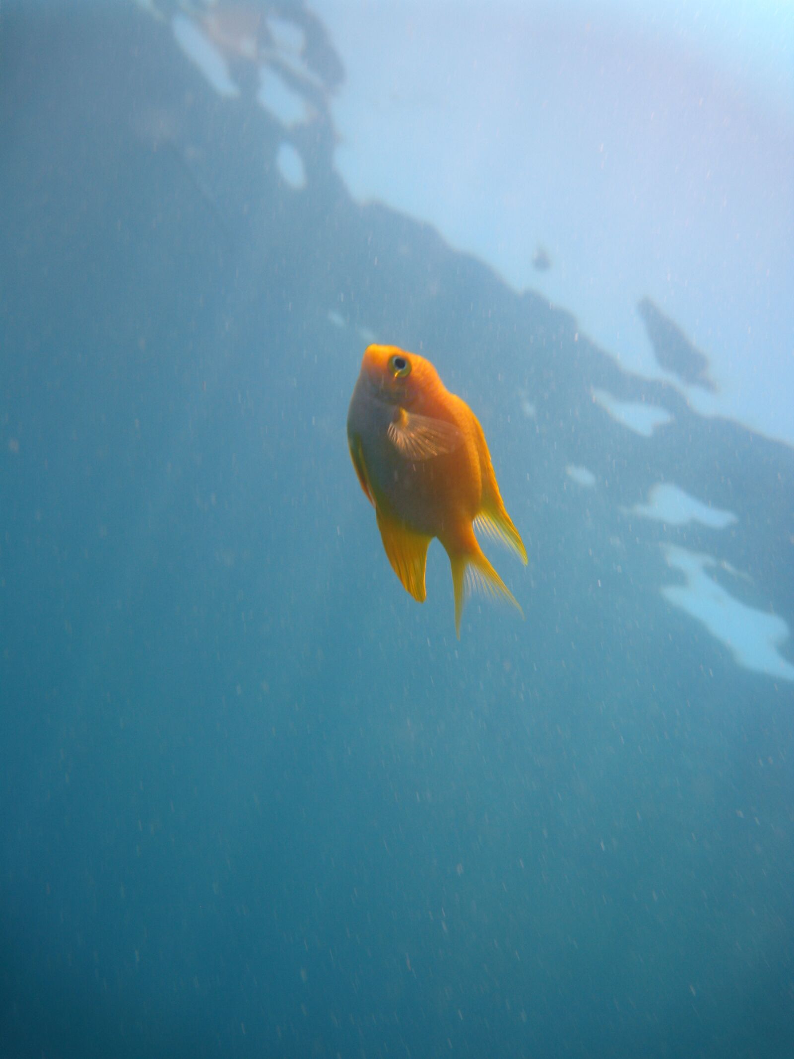 Canon DIGITAL IXUS 960 IS sample photo. Underwater, fish, sea photography