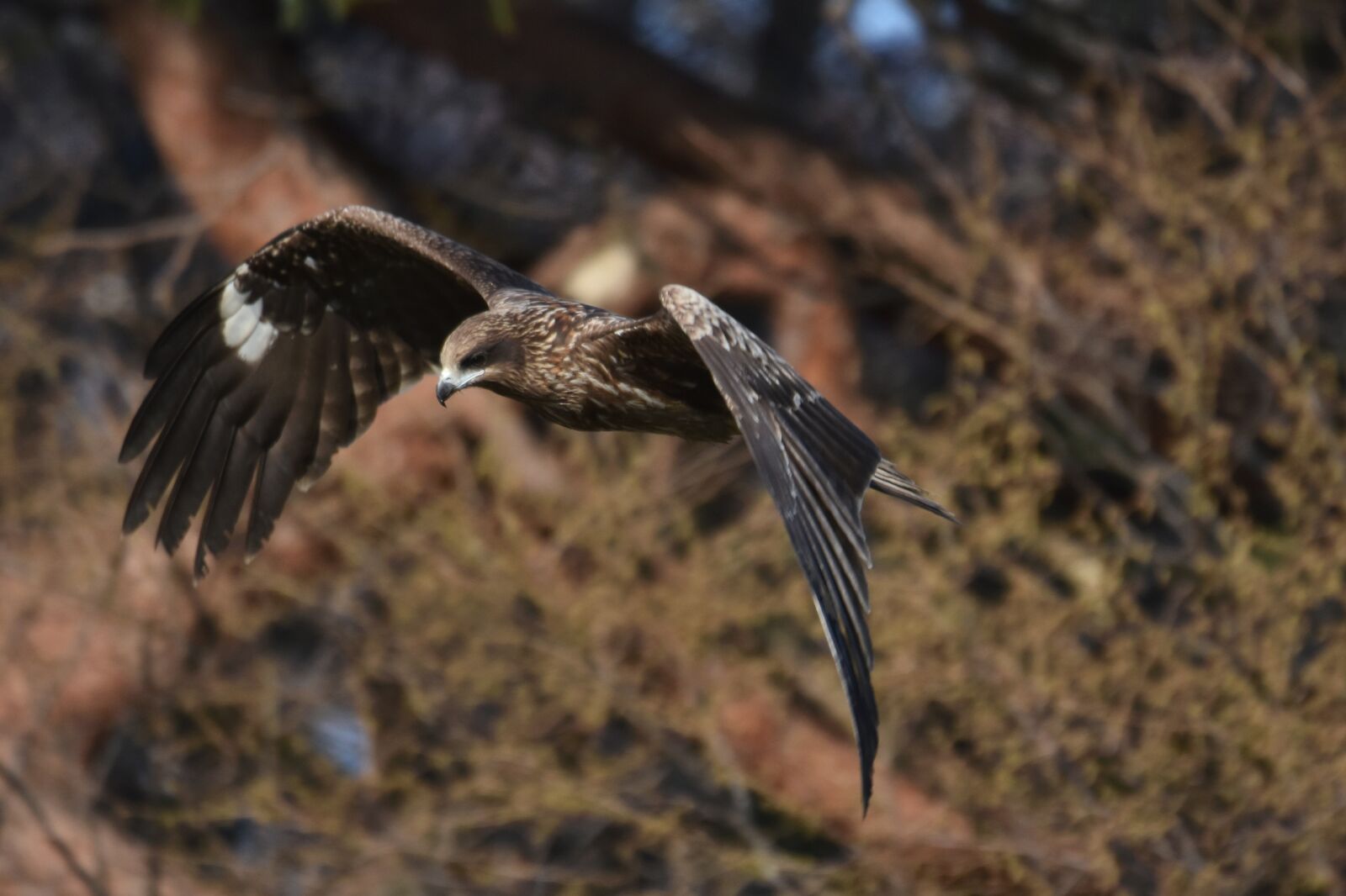 Nikon D7200 sample photo. Animal, forest, wood photography