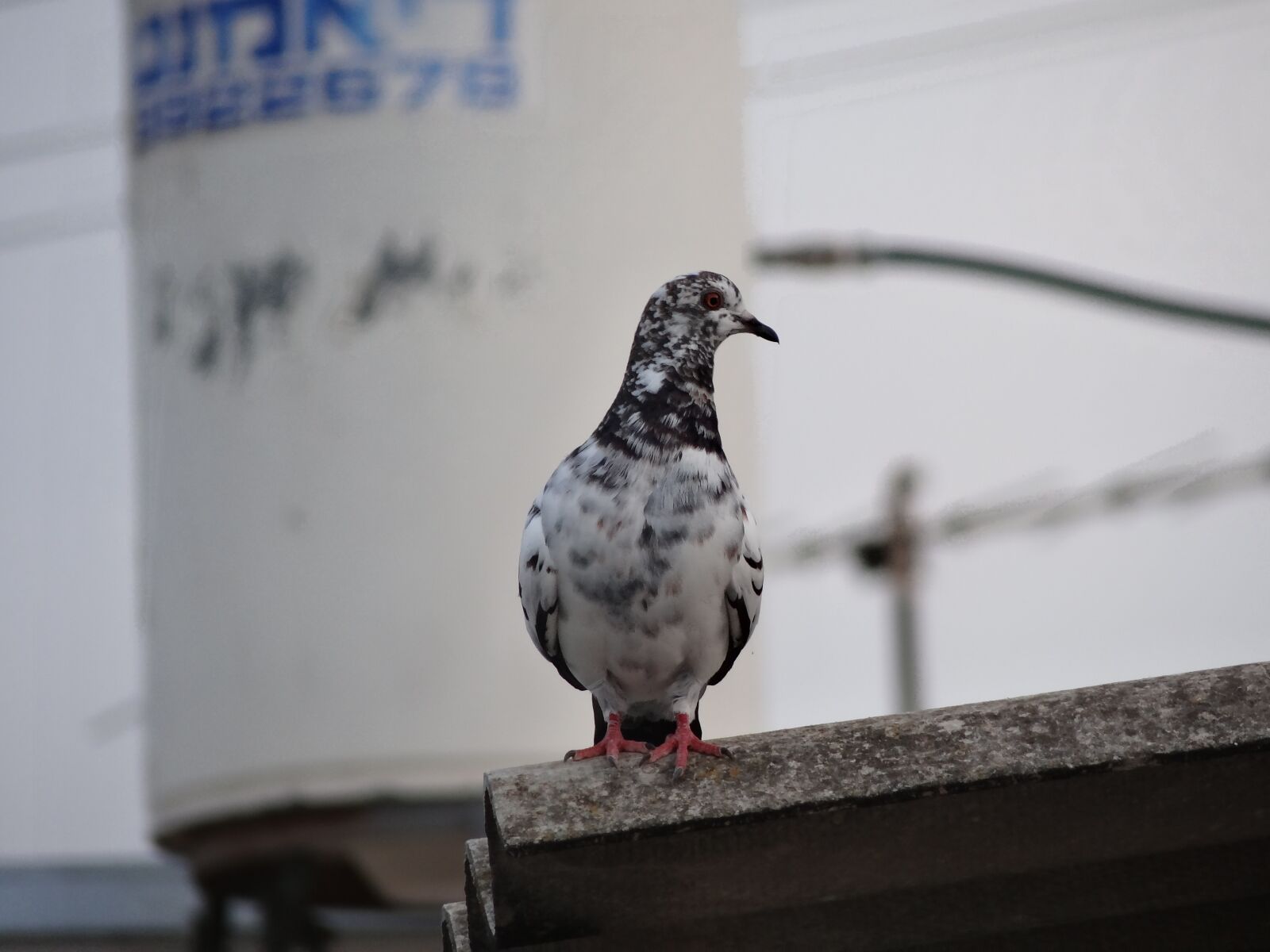 Sony DSC-HX200V sample photo. Bird, gray, dash photography