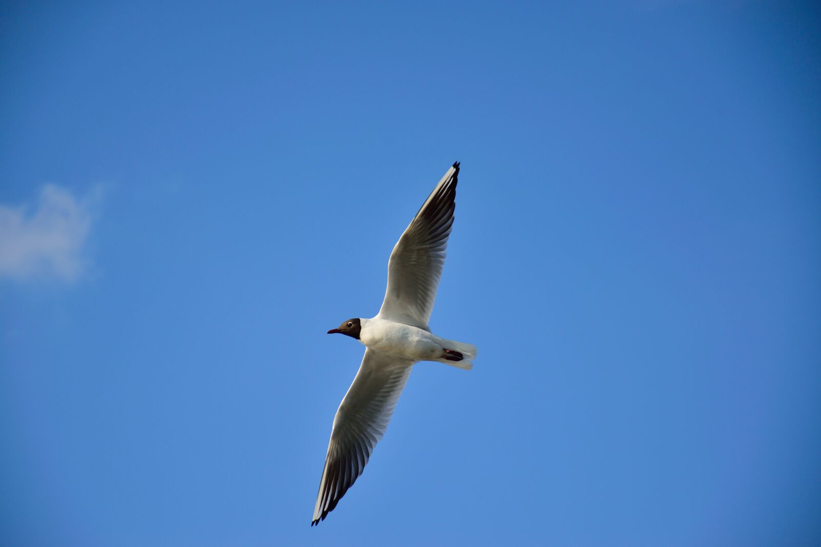 Nikon D3300 sample photo. Air, animal, background, bird photography