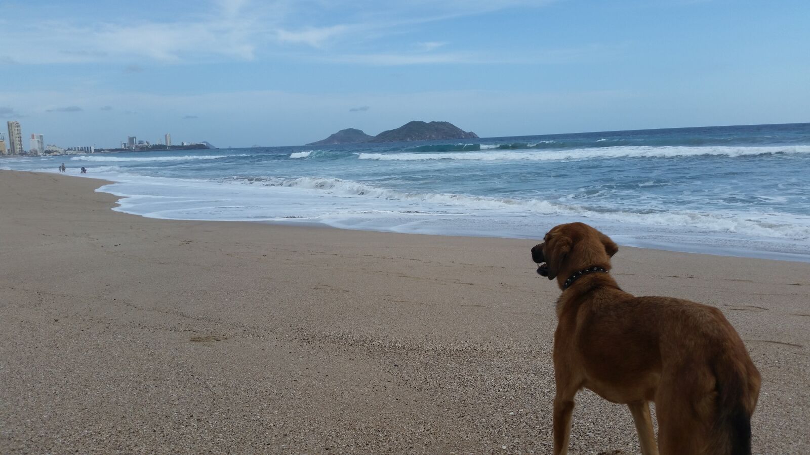 Samsung Galaxy S5 sample photo. Dog, animal, beach photography