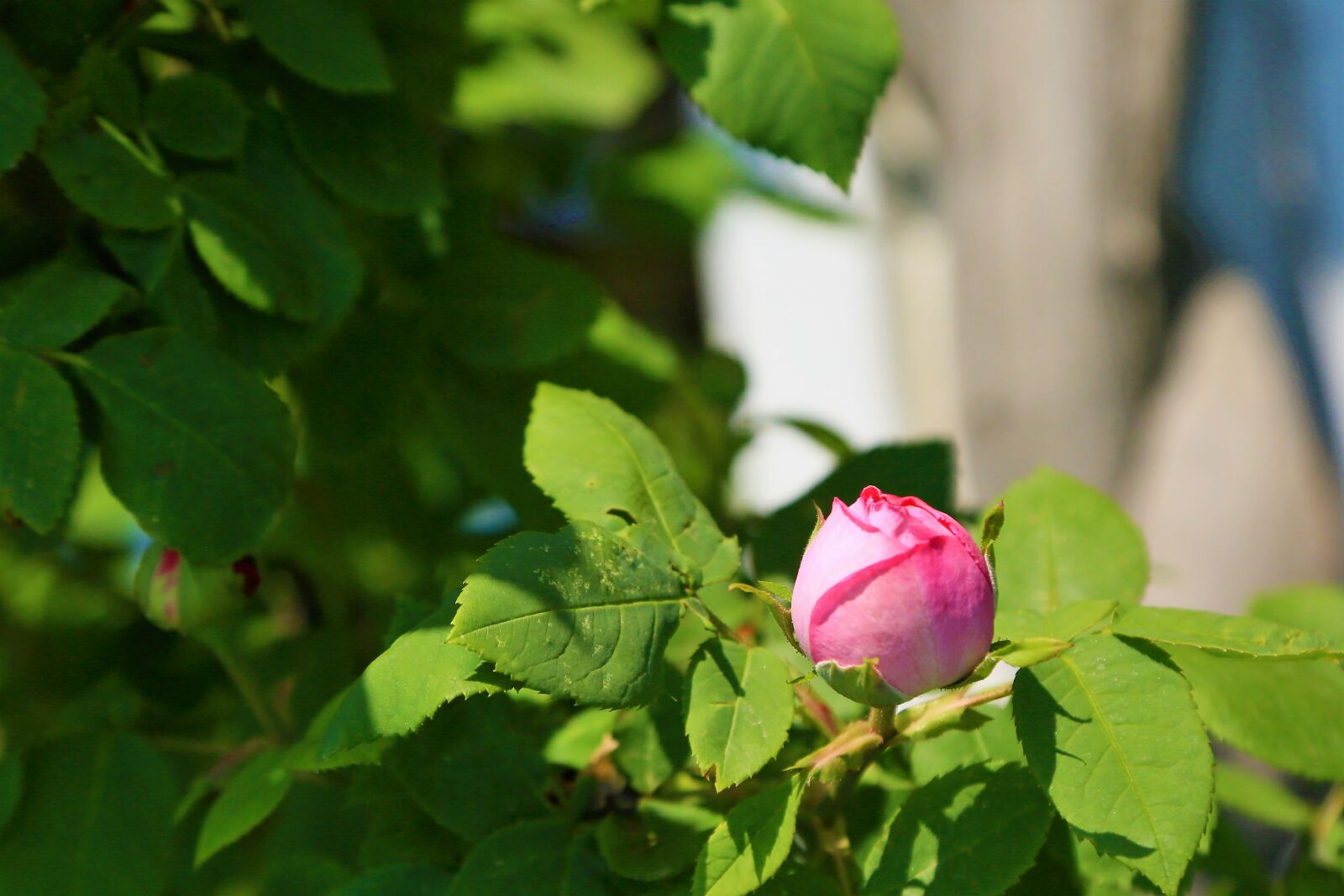 Canon EF 24-105mm F4L IS USM sample photo. Rose, bud, spring photography