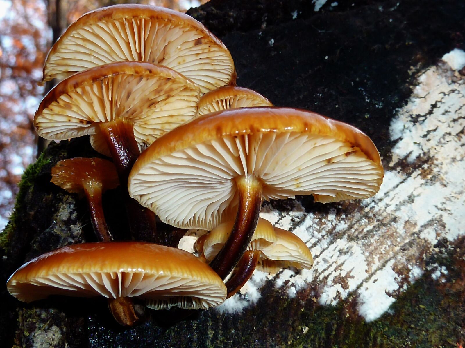 Panasonic DMC-TZ7 sample photo. Mushrooms, forest, autumn photography