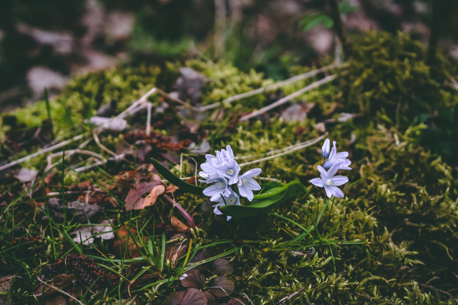 Nikon D3400 sample photo. Spring, flower, forest photography