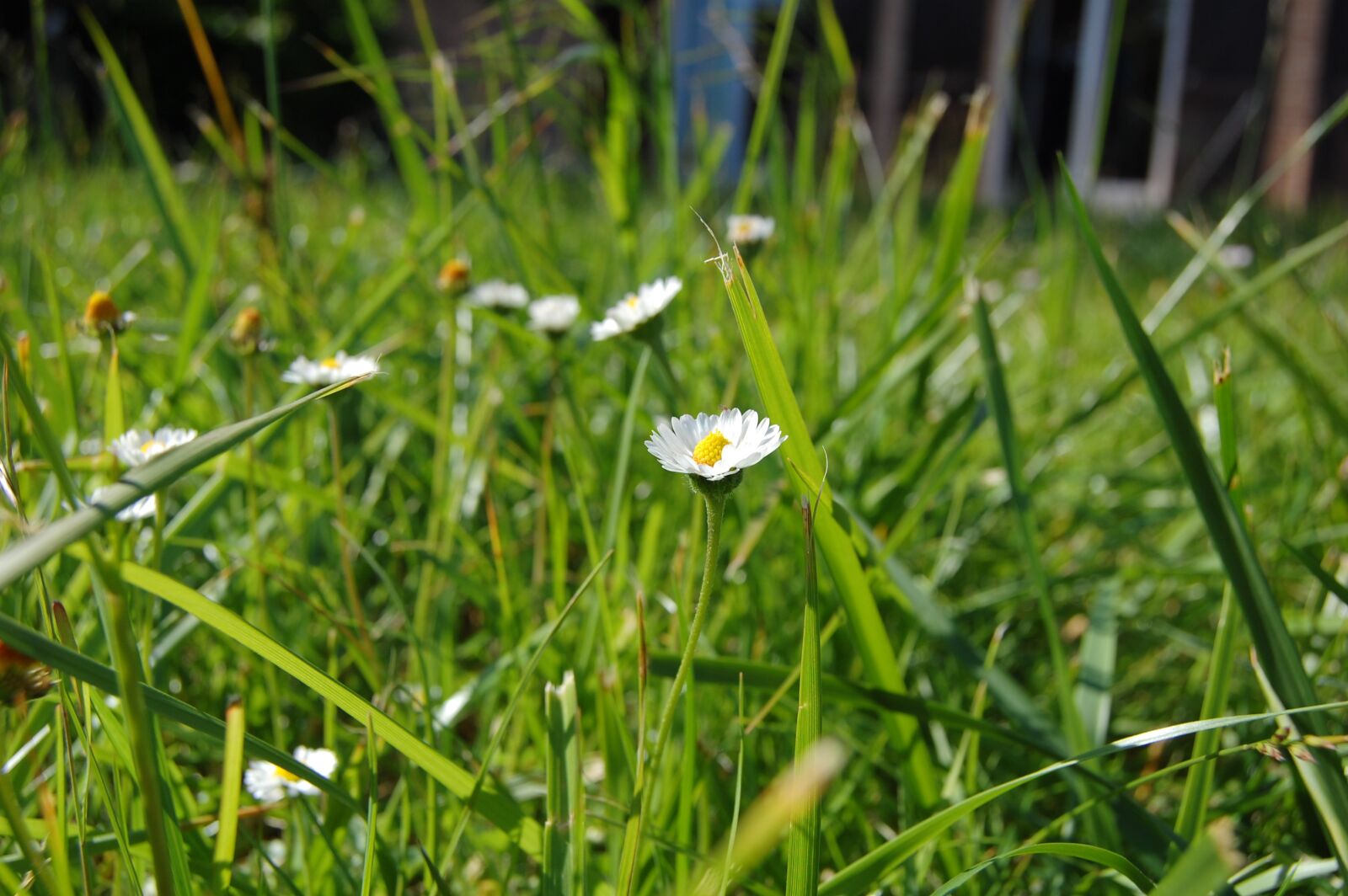 Nikon D40 sample photo. Daisies, flower, garden photography