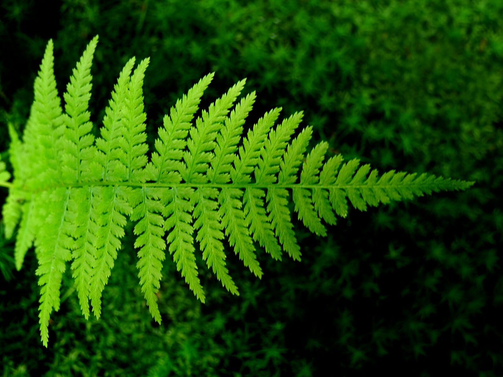 Nikon Coolpix P7000 sample photo. Fern, bracken, green photography
