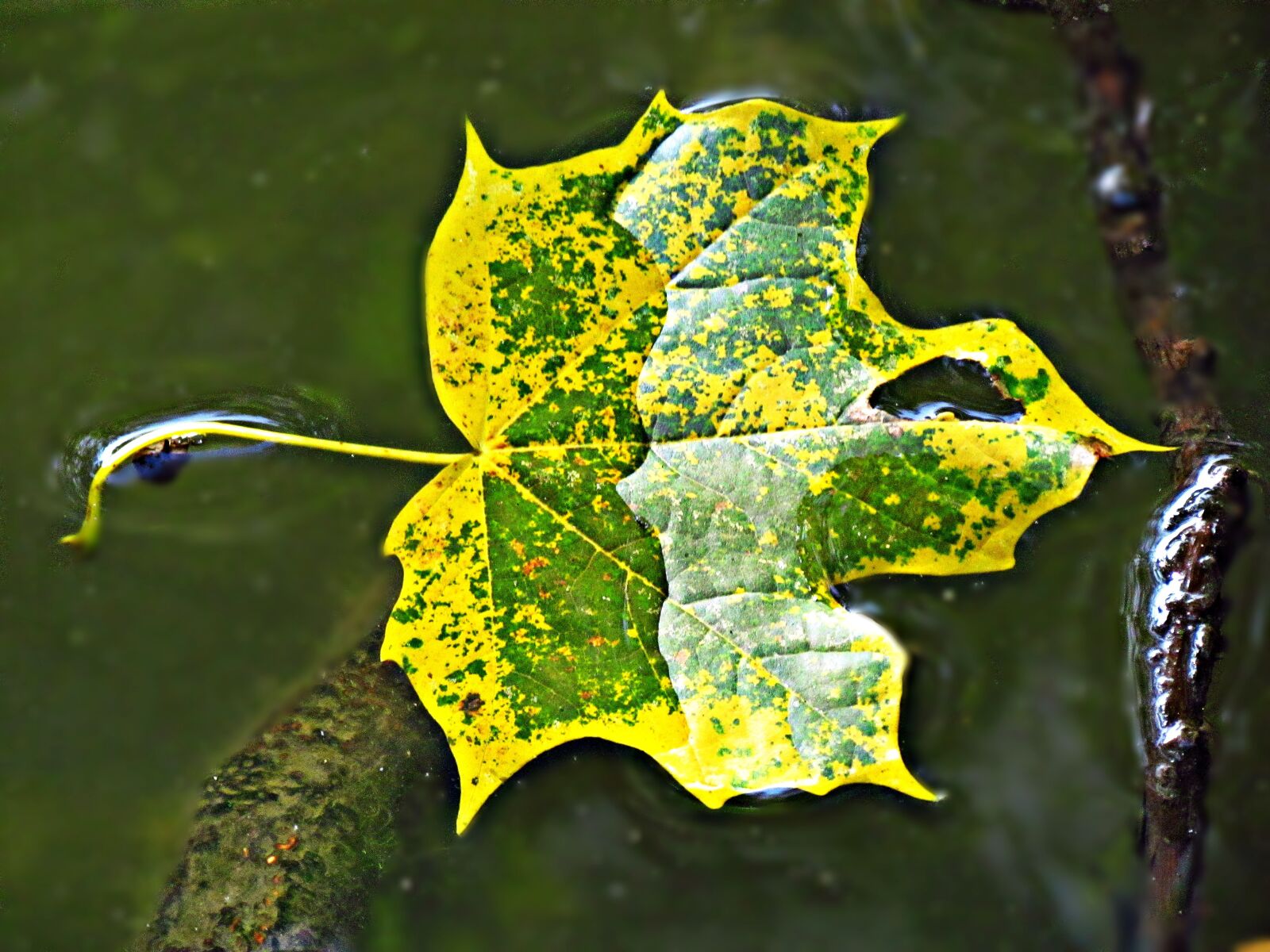 Canon PowerShot SX30 IS sample photo. Leaf, water, leaf texture photography