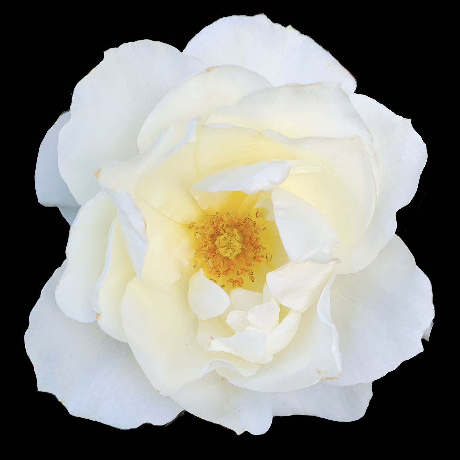 iPhone XS back dual camera 4.25mm f/1.8 sample photo. Rose, white, wedding photography
