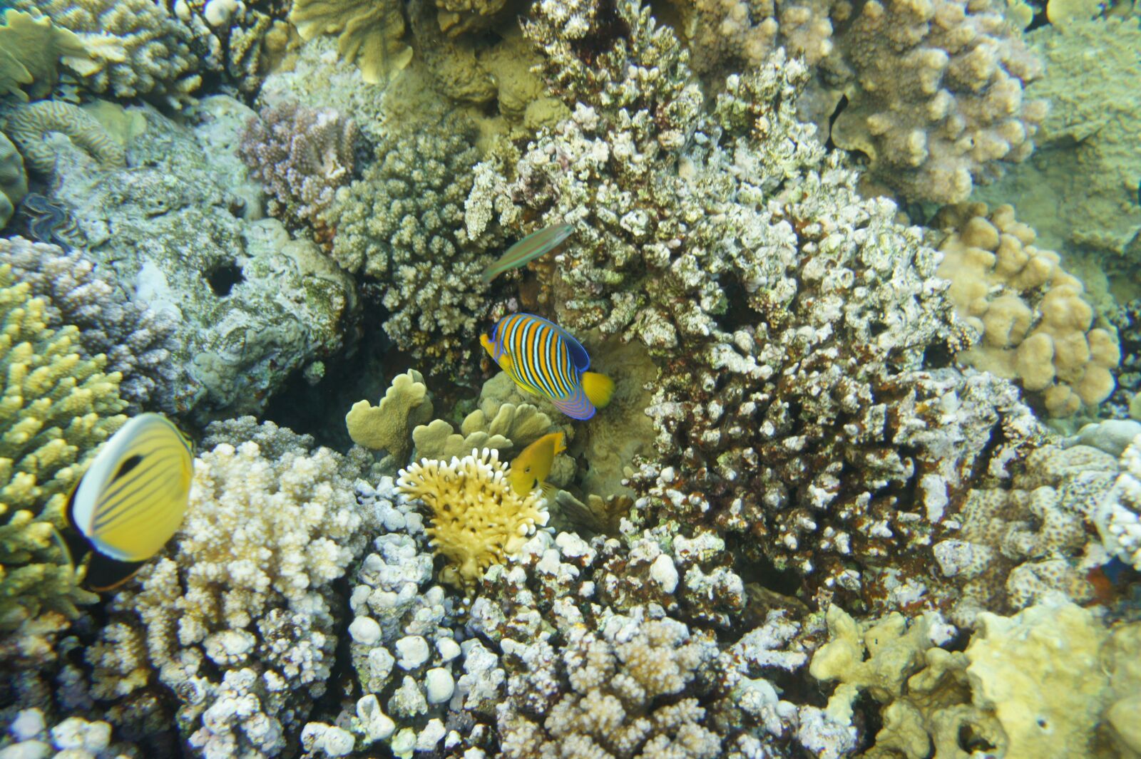 Sony Alpha NEX-3 + Sony E 18-55mm F3.5-5.6 OSS sample photo. Your red sea, coral photography