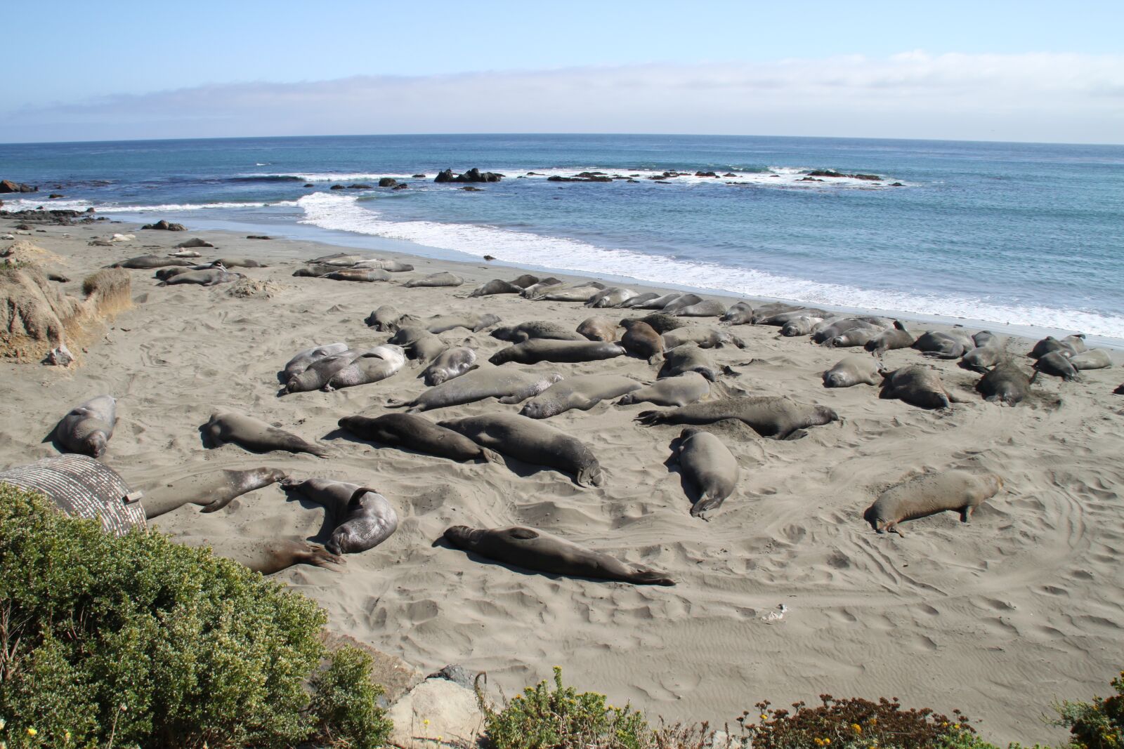 TAMRON 18-200mm F/3.5-6.3 DiII A14E sample photo. Elephant, seal, coast photography