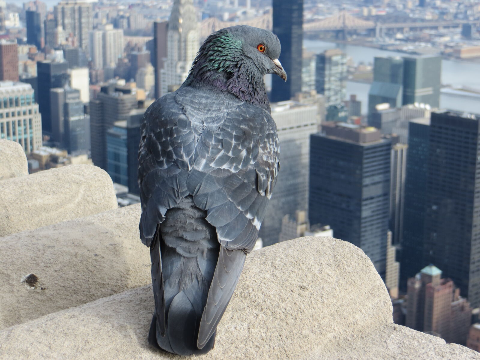 Canon PowerShot SX260 HS sample photo. Bird, buildings, city, closeup photography